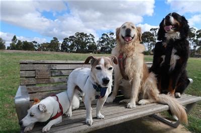 dog house sitting melbourne|dog caretaker near me.